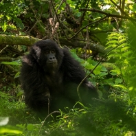 gorila horská - Gorilla beringei