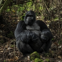 gorila horská - Gorilla beringei
