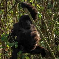 gorila horská - Gorilla beringei