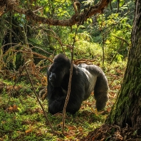 gorila horská - Gorilla beringei