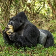 gorila horská - Gorilla beringei