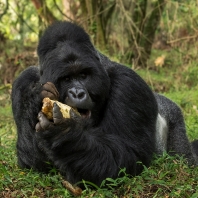 gorila horská - Gorilla beringei