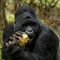 gorila horská - Gorilla beringei