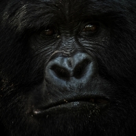 gorila horská - Gorilla beringei