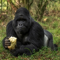 gorila horská - Gorilla beringei