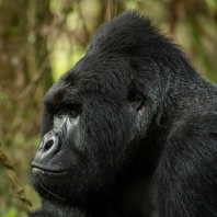 gorila horská - Gorilla beringei