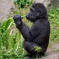 gorila nížinná - Gorilla gorilla