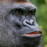 gorila nížinná - Gorilla gorilla