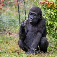 gorila nížinná - Gorilla gorilla