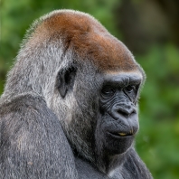gorila nížinná - Gorilla gorilla