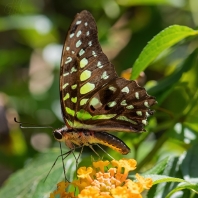 Graphium agamemnon