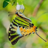 Graphium antiphates
