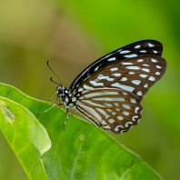Graphium megarus