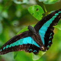 Graphium sarpedon