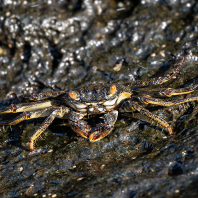 Grapsus tenuicrustatus