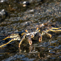 Grapsus tenuicrustatus