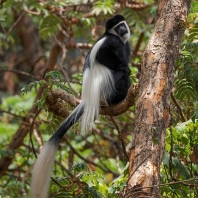 gueréza pláštíková - Colobus guereza