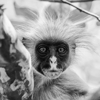 gueréza zanzibarská - Piliocolobus kirkii