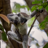 gueréza zanzibarská - Piliocolobus kirkii