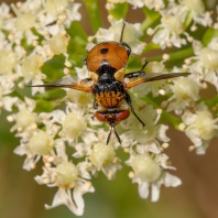 Gymnosoma rotundatum