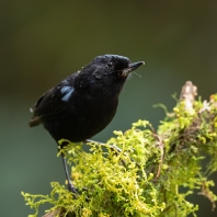 háčkozobec lesklý - Diglossa lafresnayii