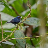 háčkozobec modrý - Diglossa cyanea
