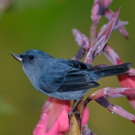 háčkozobec pacifický - Diglossa plumbea