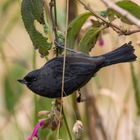 háčkozobec tmavý - Diglossa humeralis