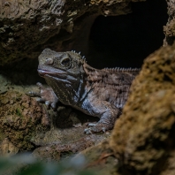 haterie novozélandská - Sphenodon punctatus
