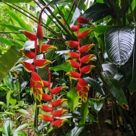 Heliconia rostrata