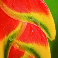 Heliconia rostrata