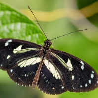 Heliconius atthis