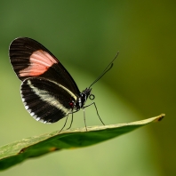 Heliconius erato