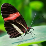 Heliconius erato