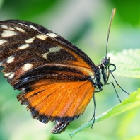 Heliconius hecale