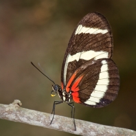 Heliconius hewitsoni