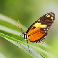 Heliconius ismenius