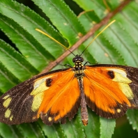 Heliconius ismenius