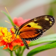Heliconius ismenius