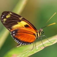 Heliconius ismenius