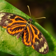 Heliconius ismenius