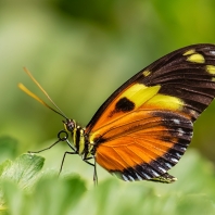 Heliconius ismenius