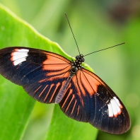 Heliconius melpomene