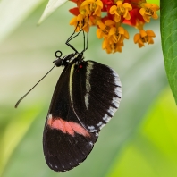 Heliconius melpomene