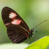 Heliconius melpomene