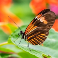 Heliconius melpomene