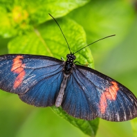 Heliconius melpomene