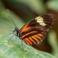 Heliconius melpomene
