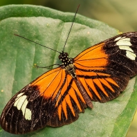 Heliconius melpomene