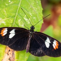 Heliconius melpomene